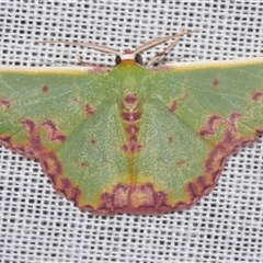 Prasinocyma rhodocosma (Northern Emerald) at Sheldon, QLD - 8 Mar 2024 by PJH123