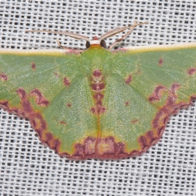 Prasinocyma rhodocosma (Northern Emerald) at Sheldon, QLD - 8 Mar 2024 by PJH123