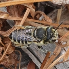 Megachile (Eutricharaea) serricauda (Leafcutter bee, Megachilid bee) at Hall, ACT - 10 Jan 2025 by Anna123