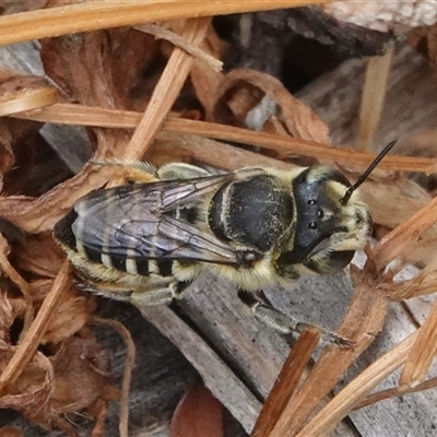 Megachile (Eutricharaea) serricauda at Hall, ACT - 10 Jan 2025 by Anna123