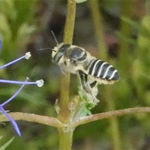 Megachile (Eutricharaea) serricauda at Hall, ACT - 10 Jan 2025 02:21 PM