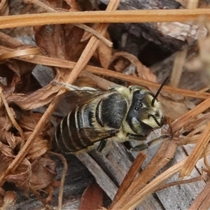 Megachile (Eutricharaea) serricauda at Hall, ACT - 10 Jan 2025 02:21 PM