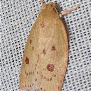 Prionocris charodes (A Concealer moth (Wingia group) at Sheldon, QLD by PJH123