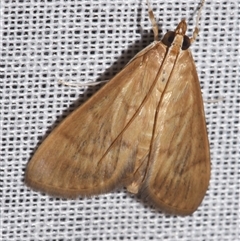 Protonoceras mitis (A Crambid moth (Spilomelinae) at Sheldon, QLD - 8 Mar 2024 by PJH123