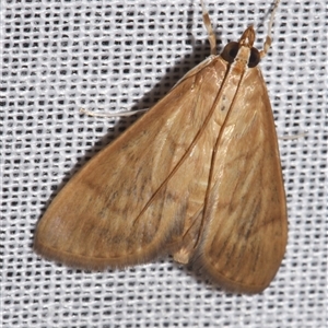 Protonoceras mitis (A Crambid moth (Spilomelinae) at Sheldon, QLD by PJH123