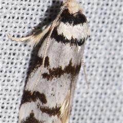 Barea (genus) (A concealer moth) at Sheldon, QLD - 8 Mar 2024 by PJH123