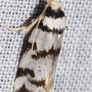 Barea (genus) at Sheldon, QLD - 8 Mar 2024