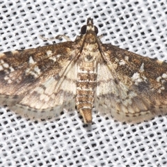 Samea multiplicalis (Salvinia Moth) at Sheldon, QLD - 9 Mar 2024 by PJH123