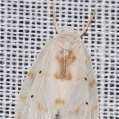 Schistophleps albida (A Tiger moth (Lithosiini)) at Sheldon, QLD - 8 Mar 2024 by PJH123