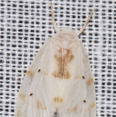 Schistophleps albida (A Tiger moth (Lithosiini)) at Sheldon, QLD by PJH123