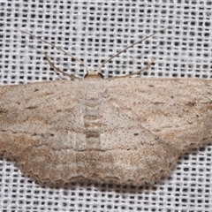 Scopula desita (A Geometer moth) at Sheldon, QLD - 8 Mar 2024 by PJH123