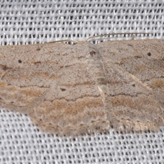 Scopula desita (A Geometer moth) at Sheldon, QLD - 8 Mar 2024 by PJH123