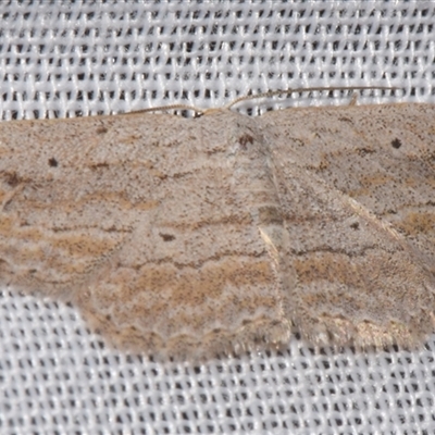 Scopula desita (A Geometer moth) at Sheldon, QLD - 8 Mar 2024 by PJH123