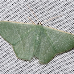 Thalassodes pilaria (An Emerald moth (Geometrinae) at Sheldon, QLD - 8 Mar 2024 by PJH123