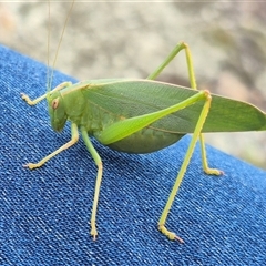 Caedicia simplex (Common Garden Katydid) at Bungendore, NSW - 10 Jan 2025 by clarehoneydove