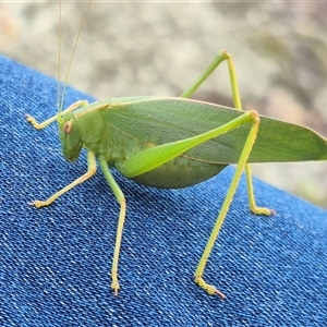 Caedicia simplex (Common Garden Katydid) at Bungendore, NSW by clarehoneydove