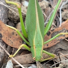 Caedicia simplex at Bungendore, NSW - suppressed