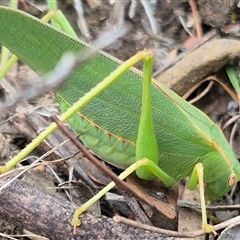 Caedicia simplex at Bungendore, NSW - suppressed