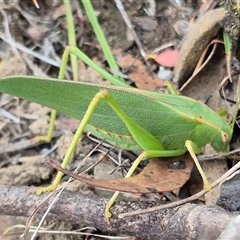 Caedicia simplex at Bungendore, NSW - suppressed
