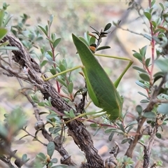 Caedicia simplex at Bungendore, NSW - suppressed
