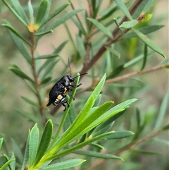 Aporocera (Aporocera) scabrosa (Leaf beetle) at Bungendore, NSW - 10 Jan 2025 by clarehoneydove