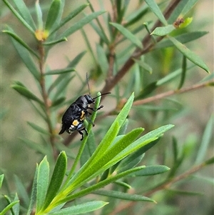 Aporocera (Aporocera) scabrosa (Leaf beetle) at Bungendore, NSW by clarehoneydove