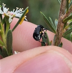 Aporocera (Aporocera) scabrosa at Bungendore, NSW - 10 Jan 2025