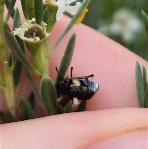 Aporocera (Aporocera) scabrosa at Bungendore, NSW - 10 Jan 2025