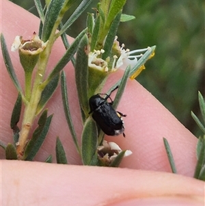 Aporocera (Aporocera) scabrosa at Bungendore, NSW - 10 Jan 2025