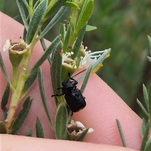 Aporocera (Aporocera) scabrosa at Bungendore, NSW - 10 Jan 2025