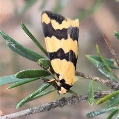 Termessa laeta (Lithosiini) at Bungendore, NSW - 10 Jan 2025 by clarehoneydove