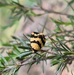 Termessa laeta at Bungendore, NSW - suppressed