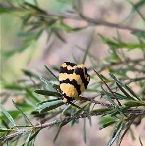 Termessa laeta at Bungendore, NSW - suppressed