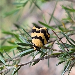 Termessa laeta at Bungendore, NSW - suppressed