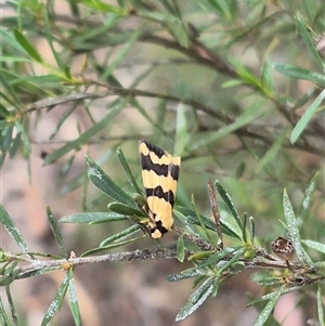 Termessa laeta at Bungendore, NSW - suppressed