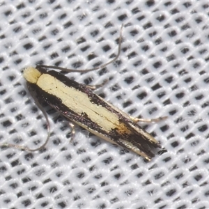 Analytarcha colleta at Sheldon, QLD - 10 Jan 2025