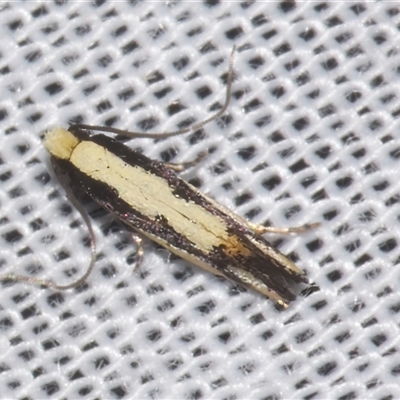 Analytarcha colleta (Tineid moth (Myrmecozelinae) at Sheldon, QLD - 10 Jan 2025 by PJH123