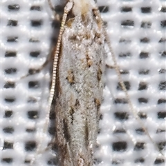 Tineidae (family) (Clothes moths (Tineidae)) at Sheldon, QLD - 10 Jan 2025 by PJH123