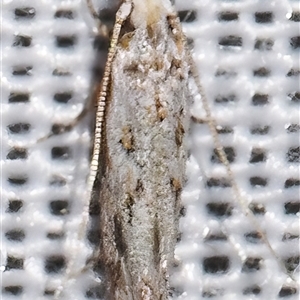 Tineidae (family) (Clothes moths (Tineidae)) at Sheldon, QLD by PJH123