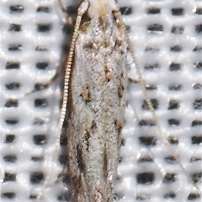 Tineidae (family) (Clothes moths (Tineidae)) at Sheldon, QLD - 10 Jan 2025 by PJH123