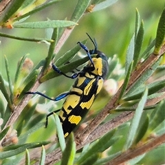 Castiarina octospilota (A Jewel Beetle) at Bungendore, NSW - 10 Jan 2025 by clarehoneydove