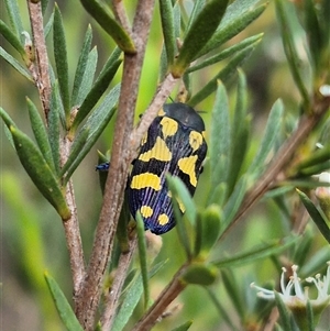 Castiarina octospilota at Bungendore, NSW - 10 Jan 2025