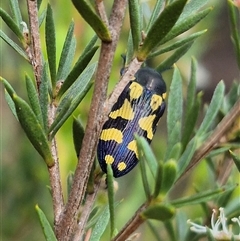 Castiarina octospilota at Bungendore, NSW - 10 Jan 2025