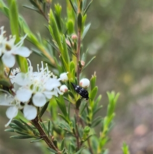 Mordellidae (family) (Unidentified pintail or tumbling flower beetle) at Bungendore, NSW by clarehoneydove