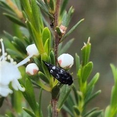 Mordellidae (family) at Bungendore, NSW - suppressed