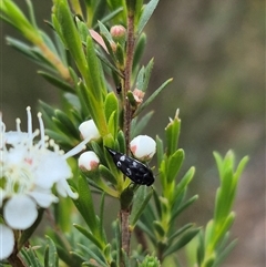 Mordellidae (family) at Bungendore, NSW - suppressed