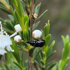 Mordellidae (family) at Bungendore, NSW - suppressed