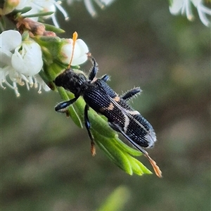 Scrobiger idoneus (Checkered beetle) at Bungendore, NSW by clarehoneydove