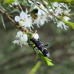 Scrobiger idoneus at Bungendore, NSW - 10 Jan 2025