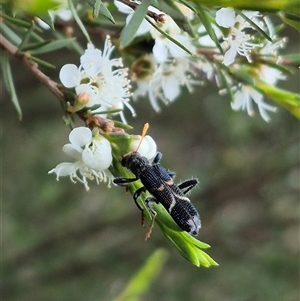 Scrobiger idoneus at Bungendore, NSW - 10 Jan 2025